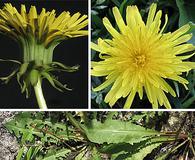 Taraxacum officinale