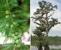 Taxodium distichum