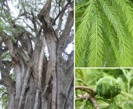 Taxodium mucronatum