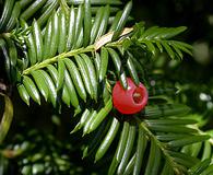 Taxus brevifolia