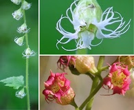 Tellima grandiflora