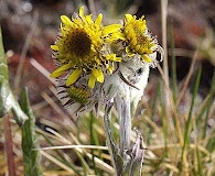 Tephroseris yukonensis