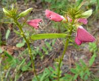 Tephrosia spicata