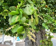 Terminalia buceras