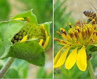 Tetragonotheca texana