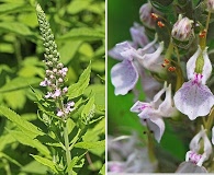 Teucrium canadense