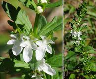 Teucrium cubense