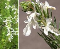 Teucrium laciniatum