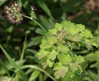 Thalictrum occidentale