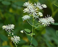 Thalictrum pubescens