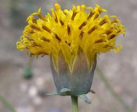 Thelesperma megapotamicum