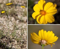 Thelesperma simplicifolium