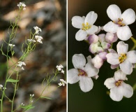 Thelypodiopsis vaseyi