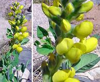 Thermopsis divaricarpa