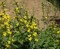 Thermopsis gracilis