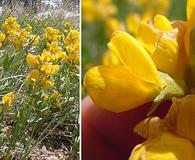 Thermopsis montana