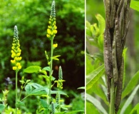 Thermopsis villosa