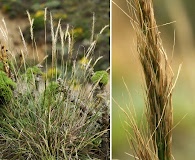 Thorneochloa diegoensis