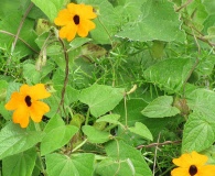 Thunbergia alata