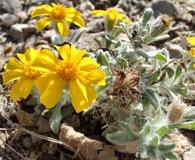 Thymophylla micropoides