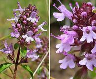 Thymus pulegioides