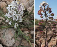 Thysanocarpus conchuliferus