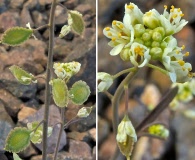 Thysanocarpus desertorum