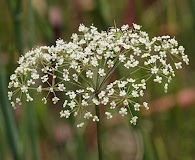 Tiedemannia filiformis