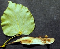 Tilia cordata