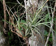 Tillandsia balbisiana