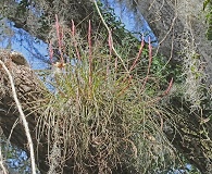 Tillandsia bartramii