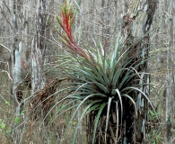 Tillandsia fasciculata