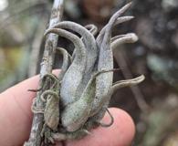 Tillandsia paucifolia