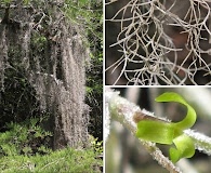 Tillandsia usneoides