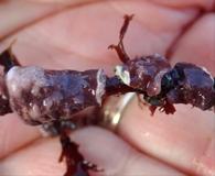Titanoderma pustulatum