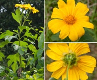 Tithonia diversifolia