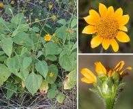 Tithonia thurberi