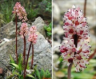 Tofieldia coccinea