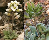 Tomostima cuneifolia