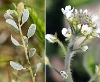 Tomostima platycarpa