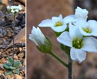 Tomostima reptans