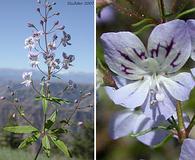 Tonella floribunda