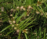 Torreya taxifolia