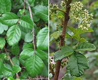 Toxicodendron diversilobum