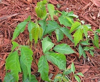 Toxicodendron radicans