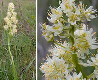 Toxicoscordion paniculatum