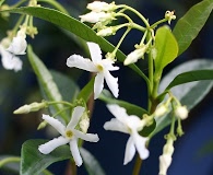 Trachelospermum jasminoides