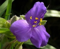 Tradescantia bracteata