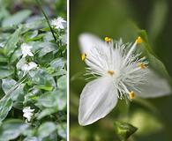 Tradescantia fluminensis