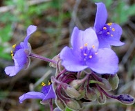 Tradescantia gigantea